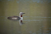 Red-throated Loon, (Gavia stellata), Iceland